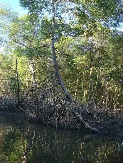 The Swamp and Red Ibiz